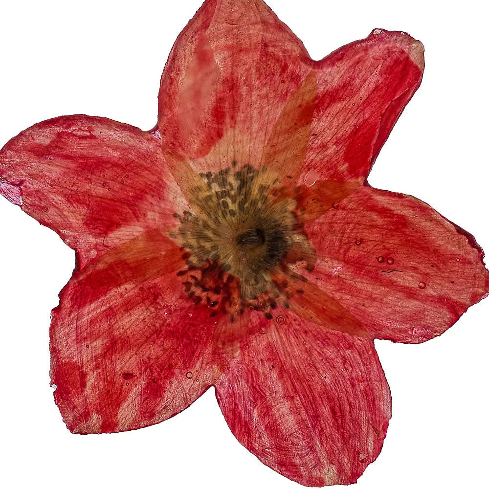 Handmade Gold Plated Silver Wild Anemone Dangle Earrings With Swarovski Stones - Anthos Crafts