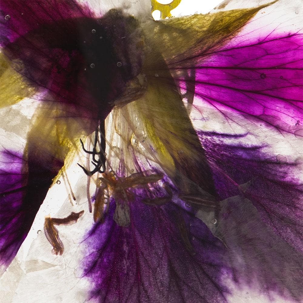 Handmade Gold Plated Silver Pelargonium Flower Dangle Earrings With Swarovski Stones - Anthos Crafts